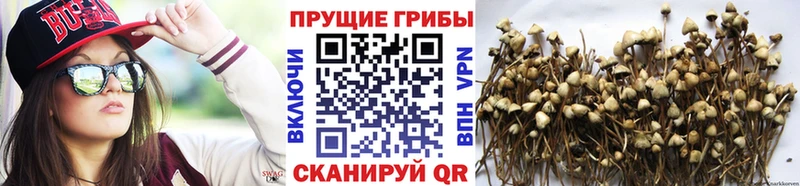 Купить  Истра  Псилоцибиновые грибы мухоморы 
